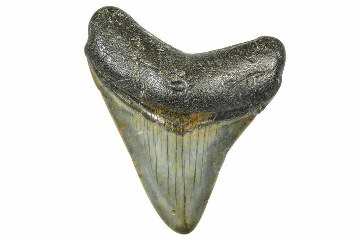 Juvenile Megalodon Tooth - North Carolina #359047